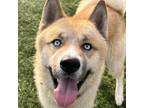 Adopt Cosmo a Husky, Mixed Breed