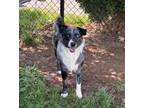 Adopt Fredlin a Australian Shepherd, Mixed Breed