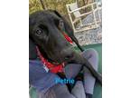 Adopt Petrie a Black and Tan Coonhound, Doberman Pinscher