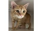 Adopt Melon a Domestic Short Hair