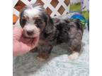 Poodle (Toy) Puppy for sale in Rattan, OK, USA