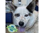 Adopt Branson a Mixed Breed
