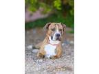 Adopt Luther a Pit Bull Terrier, Mixed Breed