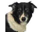 Adopt Newton a Border Collie, Mixed Breed