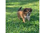 Cavapom Puppy for sale in Rock Hill, SC, USA