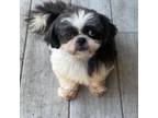 Shih Tzu Puppy for sale in Deland, FL, USA