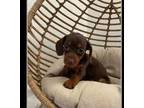 Dachshund Puppy for sale in Rogers, AR, USA