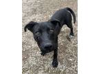 Adopt Figaro a Mixed Breed