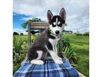 Siberian Husky Puppy for sale in Jackson, OH, USA