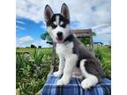 Siberian Husky Puppy for sale in Jackson, OH, USA