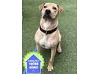 Adopt YoYo a Shar-Pei, Mixed Breed