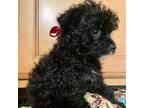 Poodle (Toy) Puppy for sale in Logansport, IN, USA