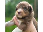 Australian Shepherd Puppy for sale in Nashville, IN, USA