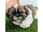 Shih Tzu Puppy for sale in Bloomington, IN, USA