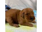 Golden Retriever Puppy for sale in Big Stone Gap, VA, USA