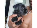 Schnauzer (Miniature) Puppy for sale in Cypress, TX, USA