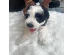 Schnauzer (Miniature) Puppy for sale in Cypress, TX, USA
