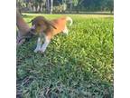 Beagle Puppy for sale in Cocoa, FL, USA