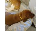 Beagle Puppy for sale in Cocoa, FL, USA