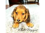 Chili Pepper (AKC)