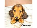 Carmine (AKC)