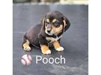 Pooch