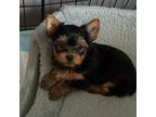 Yorkshire Terrier Puppy for sale in Howard, KS, USA