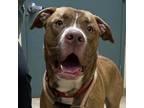 Adopt Sloth (mcas) a Pit Bull Terrier