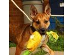 Adopt Sylvester a Cattle Dog