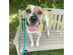 Adopt Rocky a Mixed Breed, Pit Bull Terrier