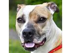 Adopt Rocky a Mixed Breed, Pit Bull Terrier