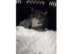 Adopt Pinot Old Forge 2 a Domestic Short Hair