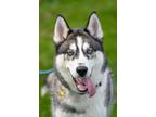 Adopt Eli a Siberian Husky