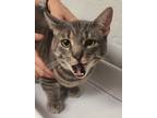 Adopt Sully a Domestic Short Hair