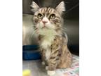 Adopt Timine a Domestic Long Hair, Domestic Short Hair