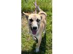 Adopt Kleedus a Shepherd, Husky