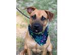 Adopt Thunder a Labrador Retriever