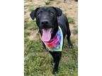 Adopt Opie- $25 Teal collar a Labrador Retriever, Mixed Breed