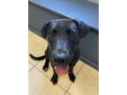 Adopt Waggles- $25 Blue striped collar a Labrador Retriever, Mixed Breed