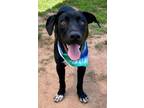 Adopt Rhodan- $25 Teal printed collar a Labrador Retriever, Mixed Breed