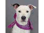 Adopt Tacoma a American Staffordshire Terrier