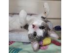 Adopt Rocky Meowboa - Barn Cat a Domestic Short Hair