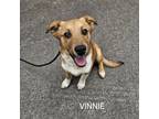 Adopt Vinnie a Mixed Breed