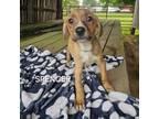 Adopt Spencer a Mixed Breed, Australian Cattle Dog / Blue Heeler