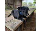 Adopt Bart a Black Labrador Retriever