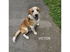 Adopt Victor a Mixed Breed