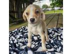 Adopt Sawyer a Mixed Breed, Australian Cattle Dog / Blue Heeler