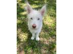 Adopt Muenster a Mixed Breed