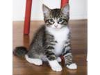 Adopt Pallas Cat 3 a Domestic Short Hair