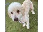 Adopt Shaxx a Poodle